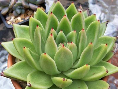 Echeveria agavoides